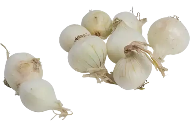 Zilveruien wit verpakt 500gr kist 10 stuks